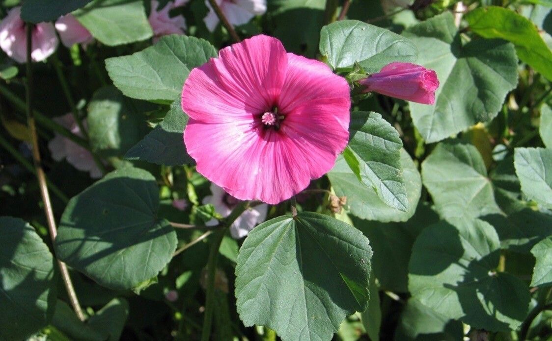 Malope trifida flower