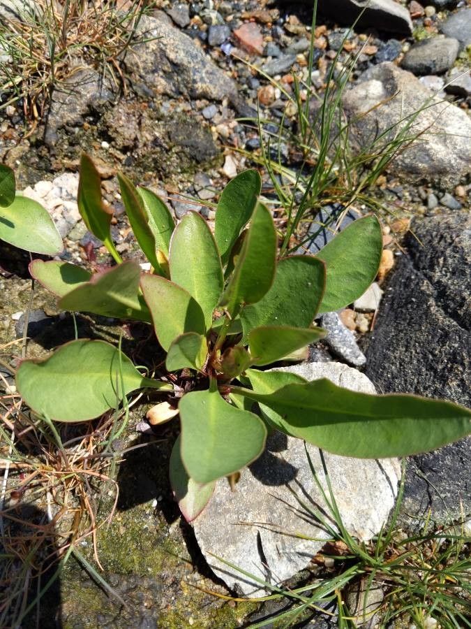 Samolus ebracteatus leaf