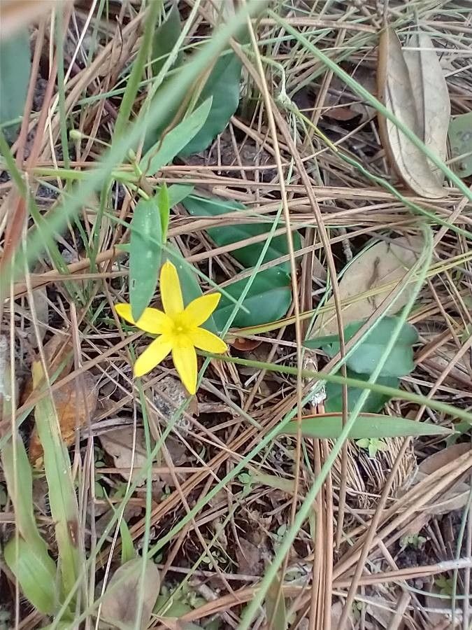 Hypoxis juncea — search result for 'Alabama'