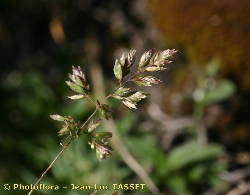 Poa molinerii — search result for 'Poa'