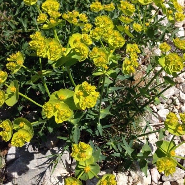 Euphorbia squamigera habit