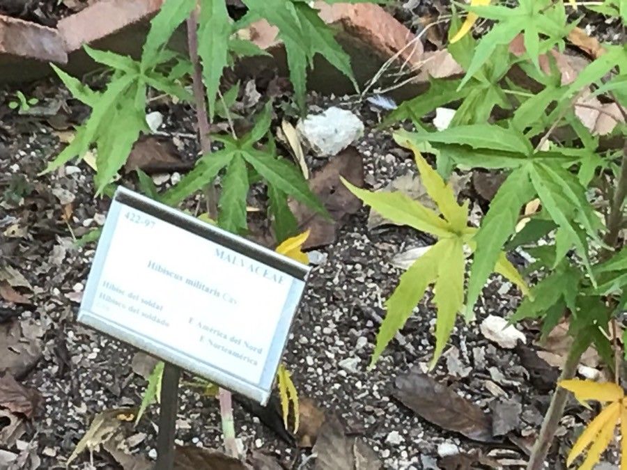 Hibiscus militaris — pet friendly houseplant