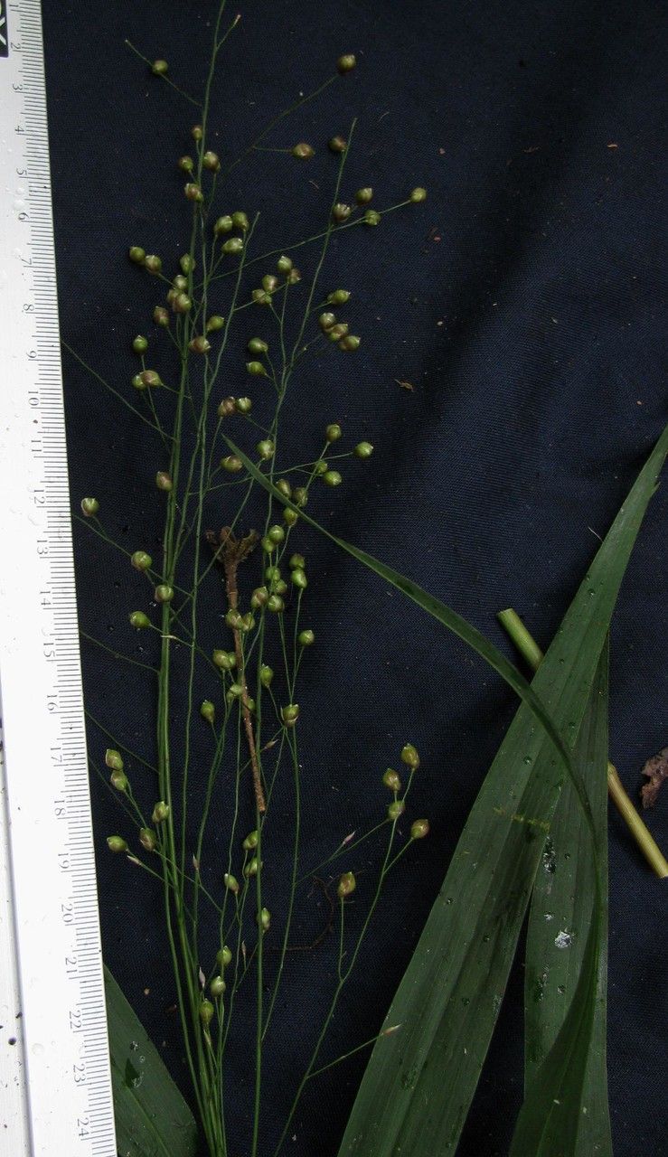 Lasiacis linearis other