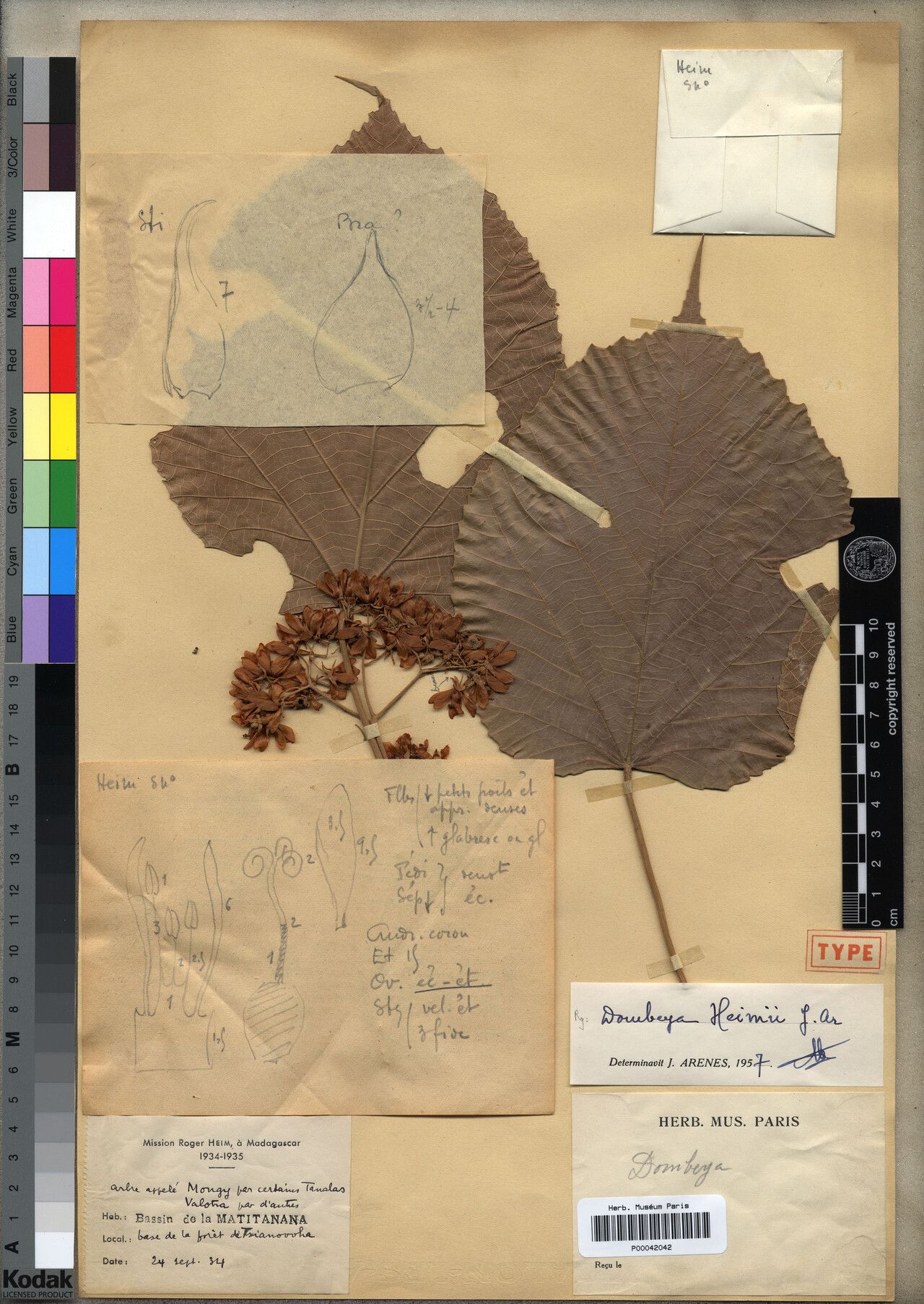 Dombeya heimii — houseplant care guide