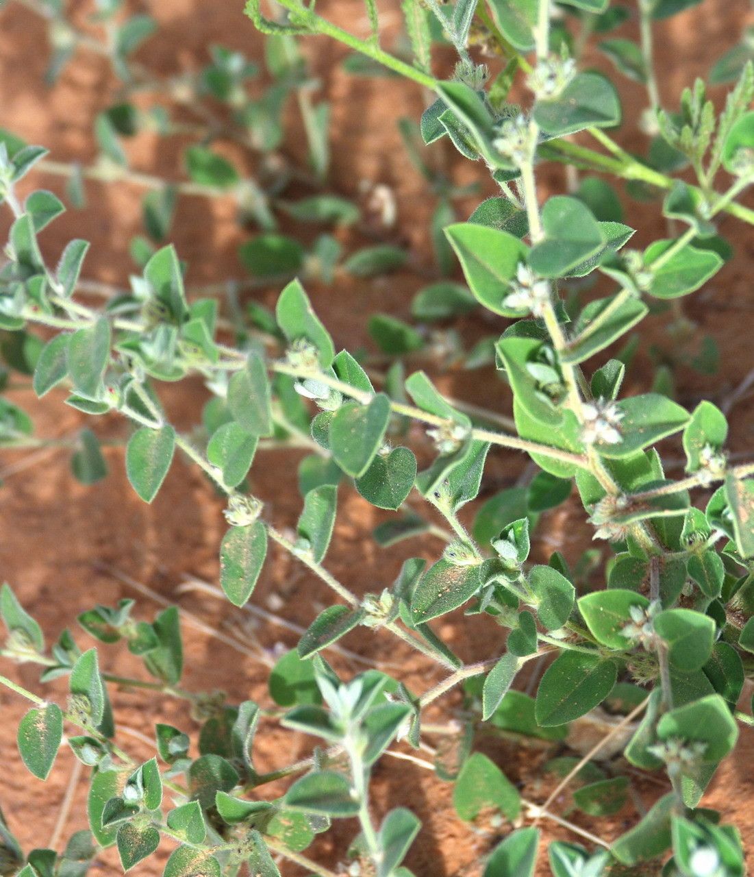 Indigofera cordifolia — search result for 'Oman'