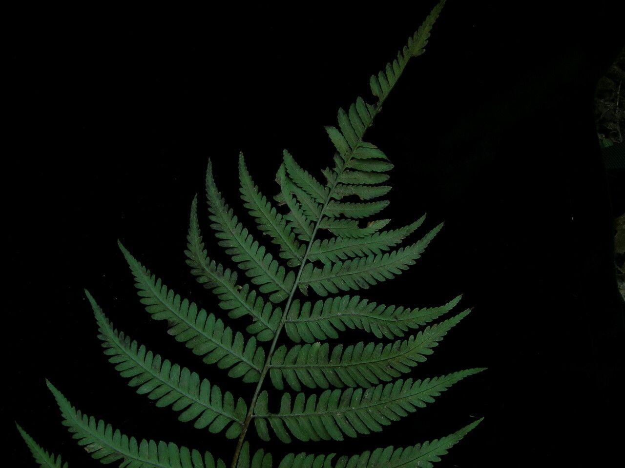 Dryopteris cochleata — houseplant care guide