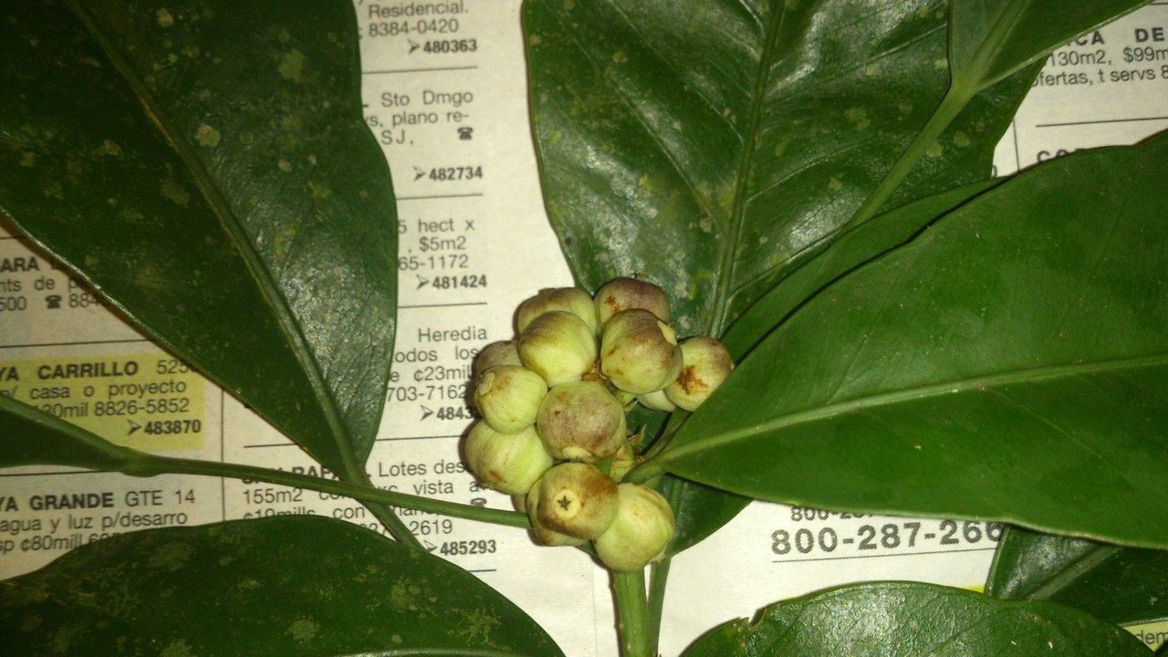 Dendropanax arboreus fruit