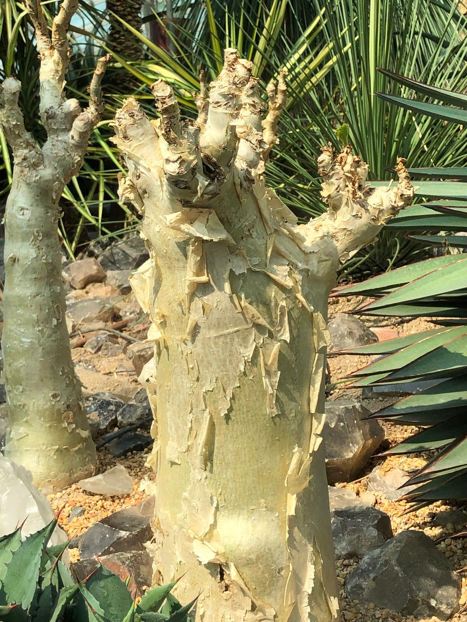 Cyphostemma currorii habit