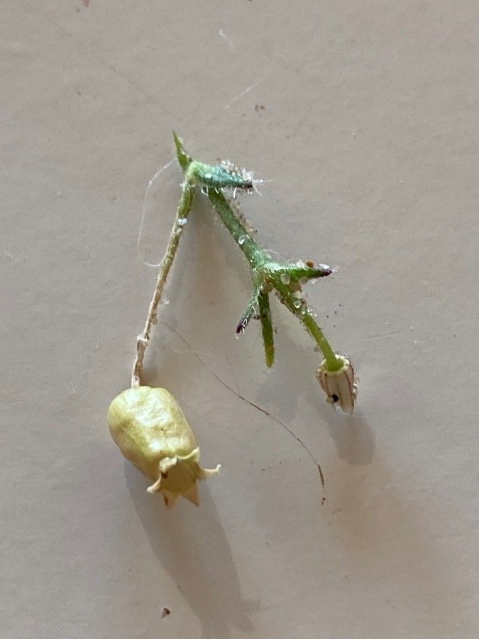 Silene nicaeensis fruit