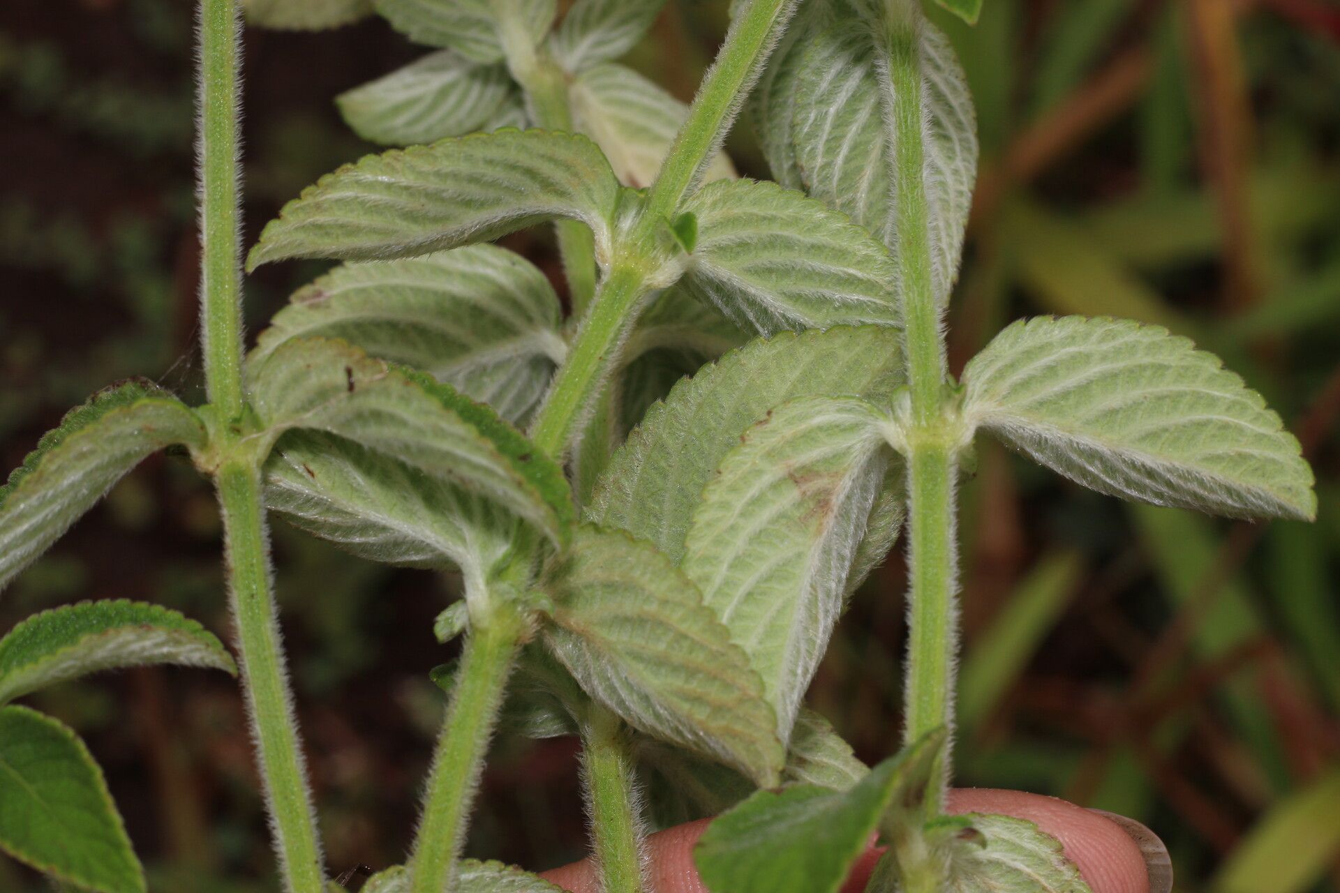 Hyptis lantanifolia — houseplant care guide