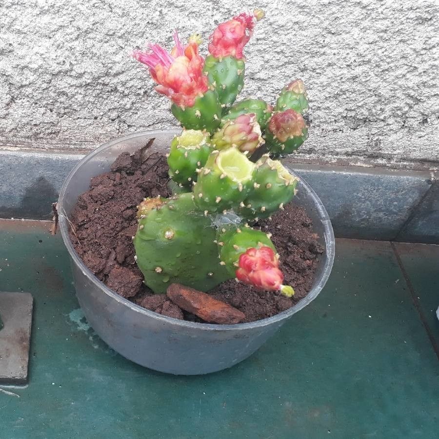 Opuntia triacantha flower