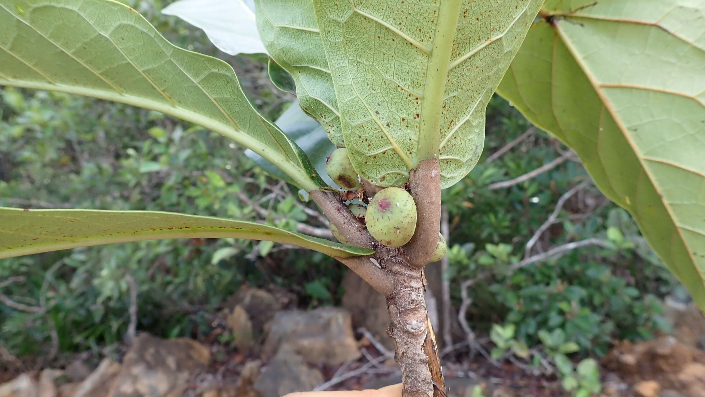Ficus auriculigera fruit