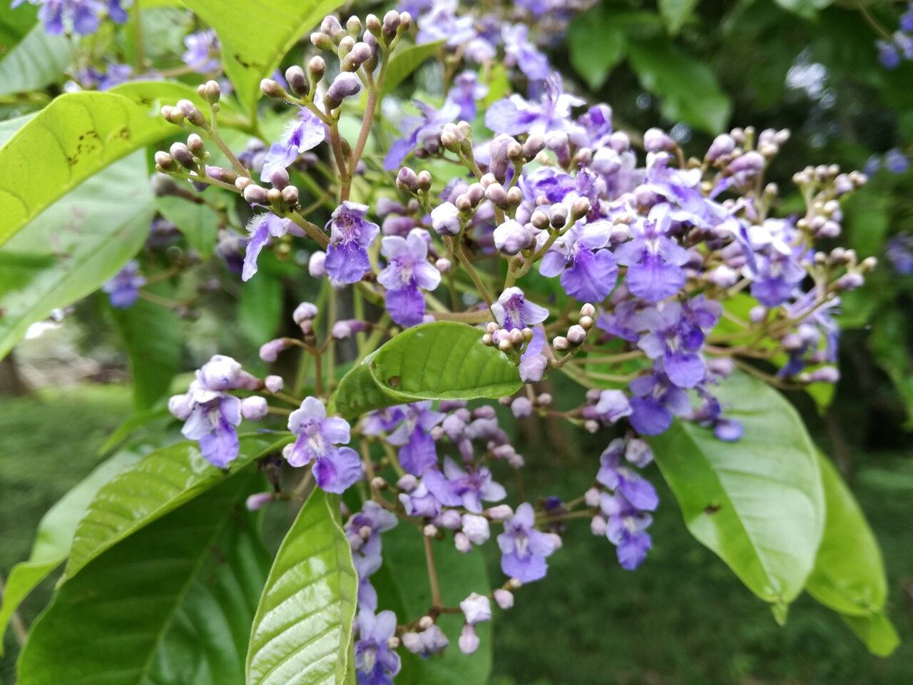 Vitex cooperi flower
