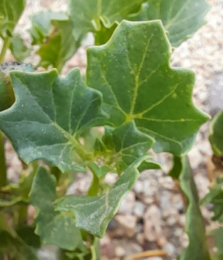 Solanum echegarayi — houseplant care guide