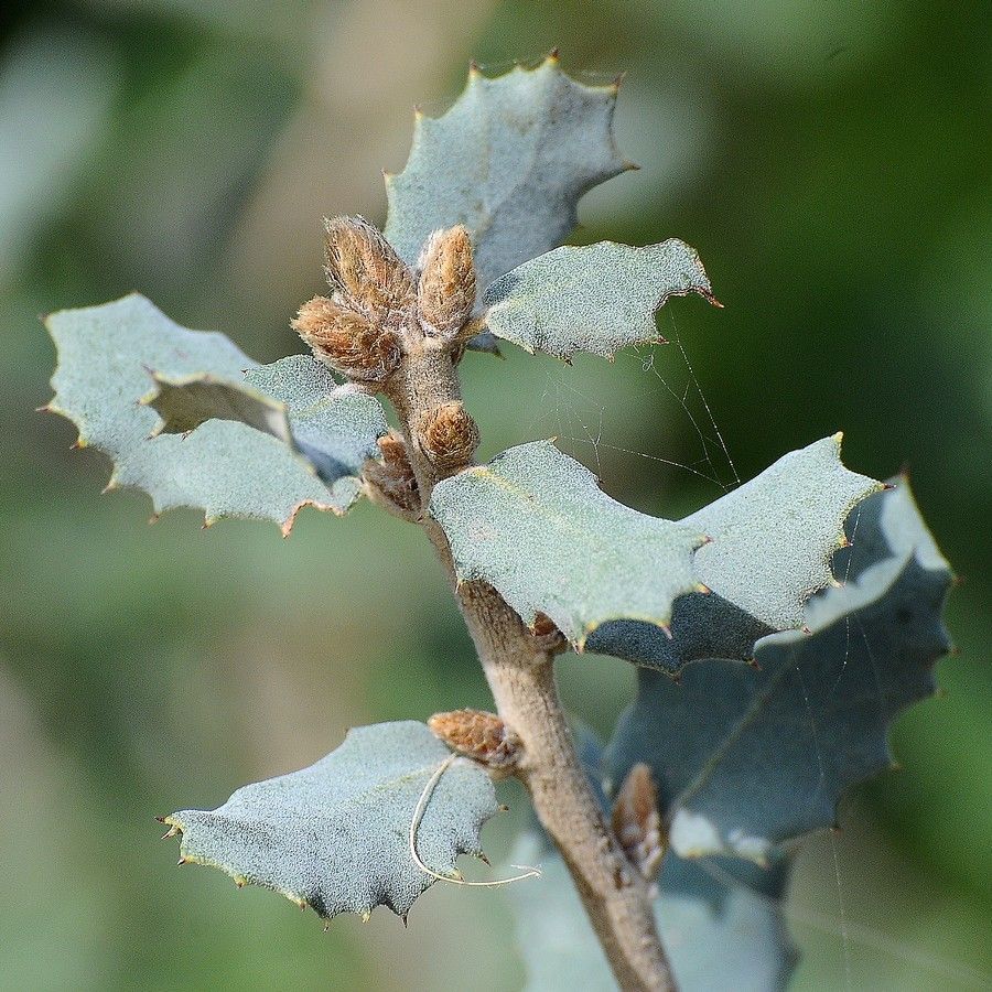 Quercus turbinella leaf