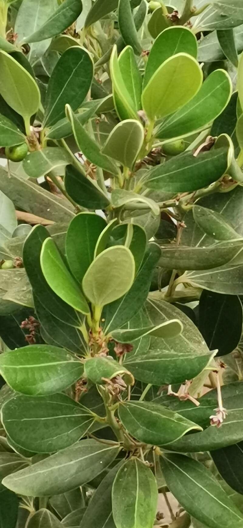 Cinnamomum daphnoides — search result for 'Cinnamomum'