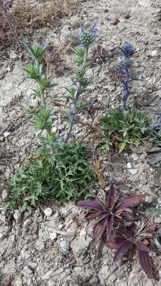 Eryngium dilatatum habit
