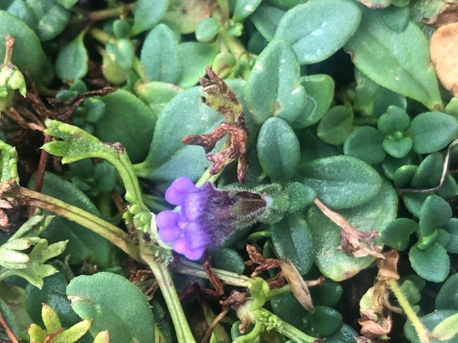 Chaenorhinum origanifolium flower