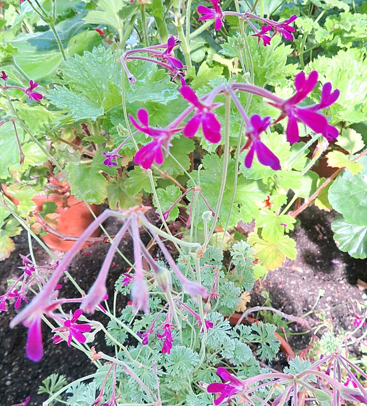 Pelargonium griseum flower