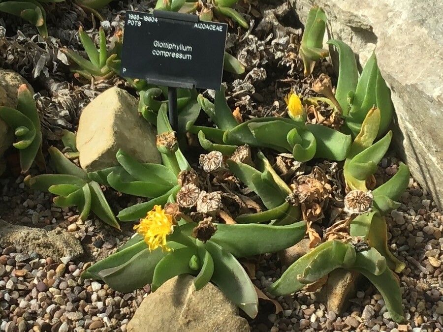 Glottiphyllum regium leaf