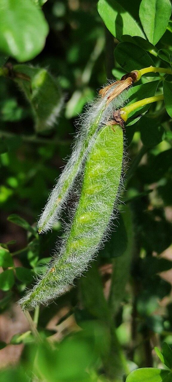Cytisus arboreus fruit