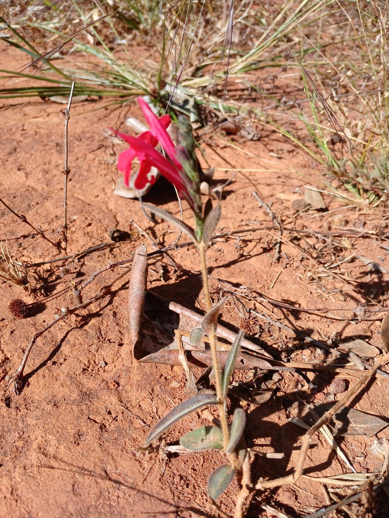 Justicia lanstyakii bark