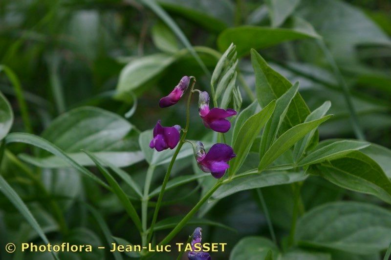 Lathyrus vivantii flower