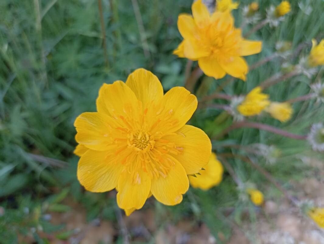Trollius sibiricus — search result for 'Trollius'