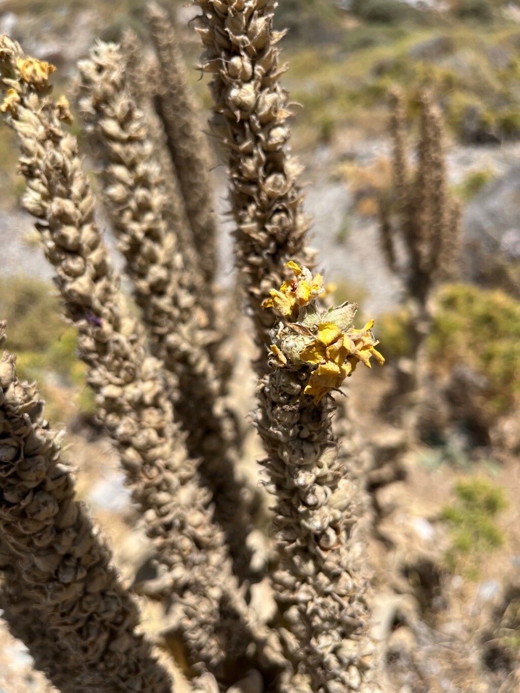 Verbascum × innominatum flower
