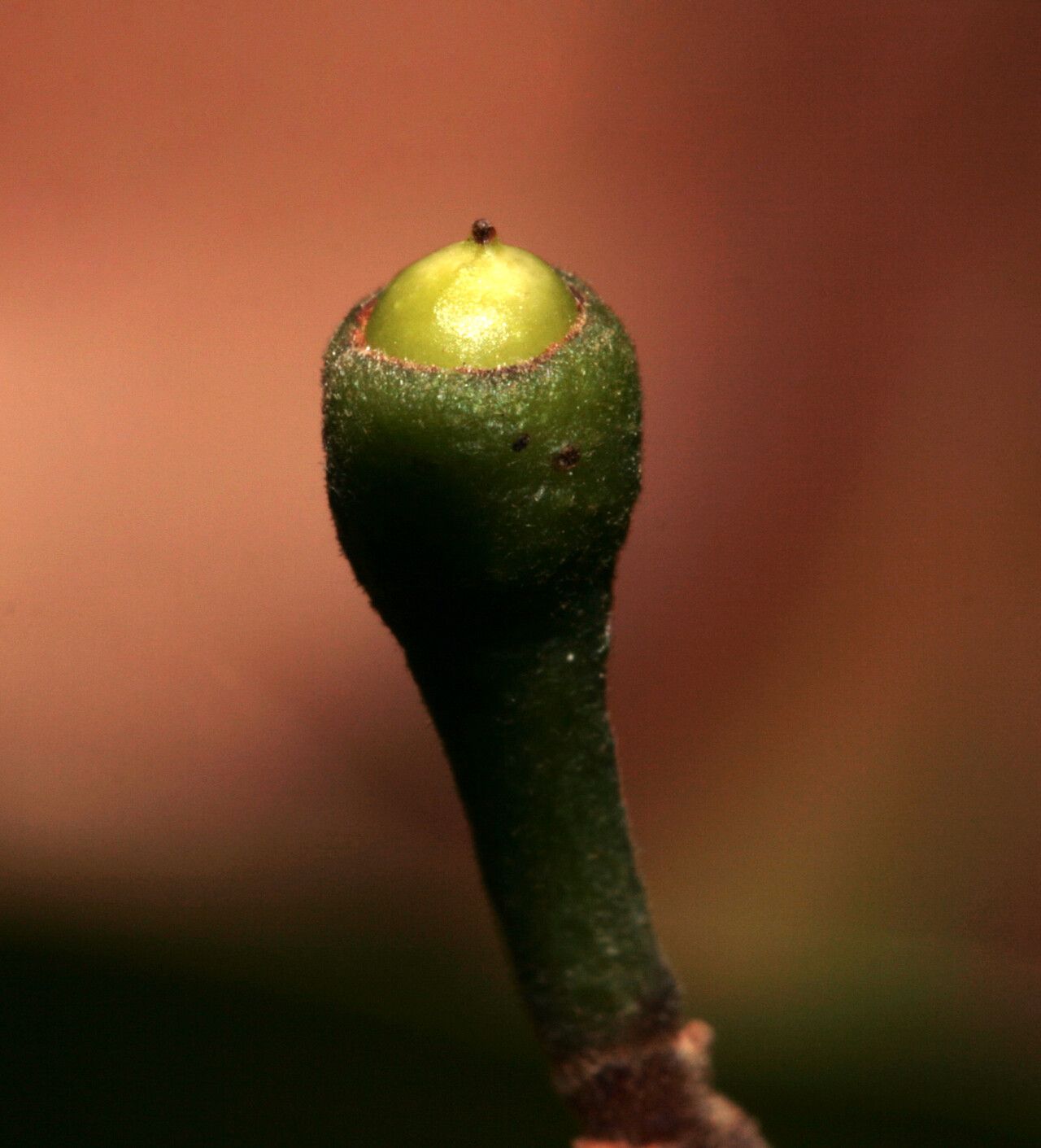 Nectandra amazonum fruit