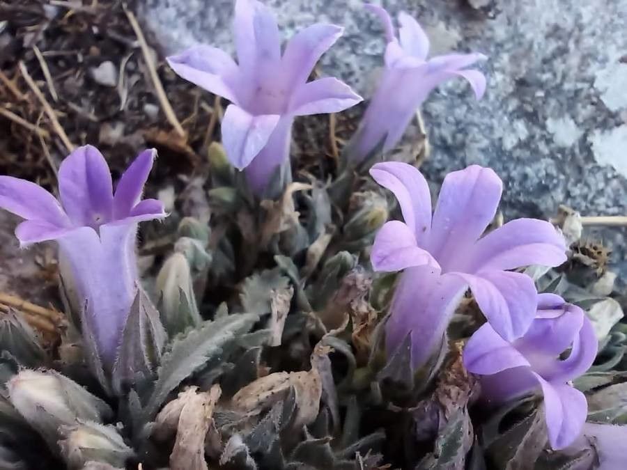 Campanula andrewsii flower