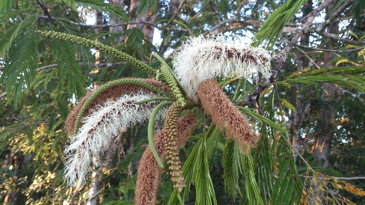 Pentaclethra macroloba flower