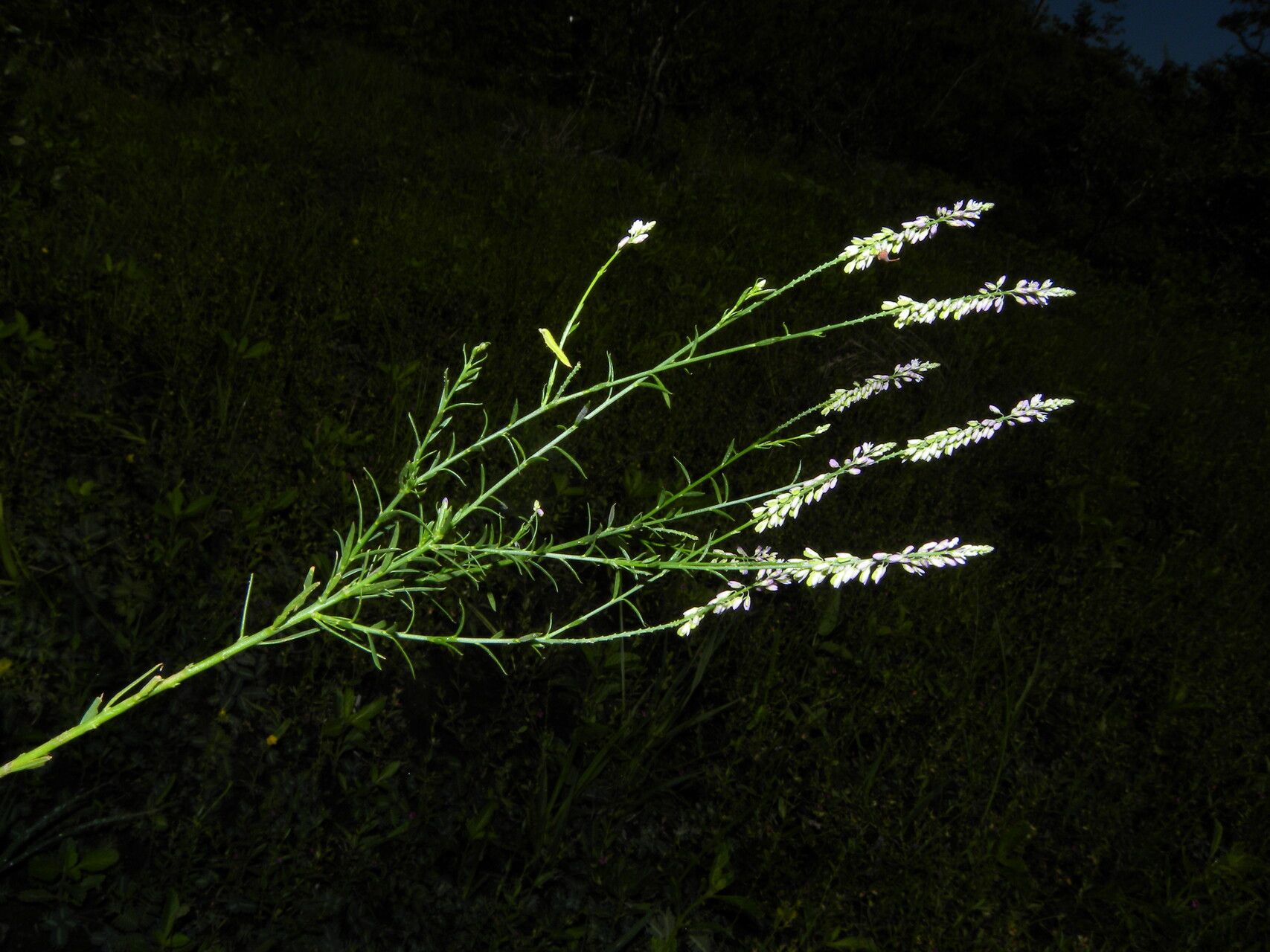 Polygala tenella habit