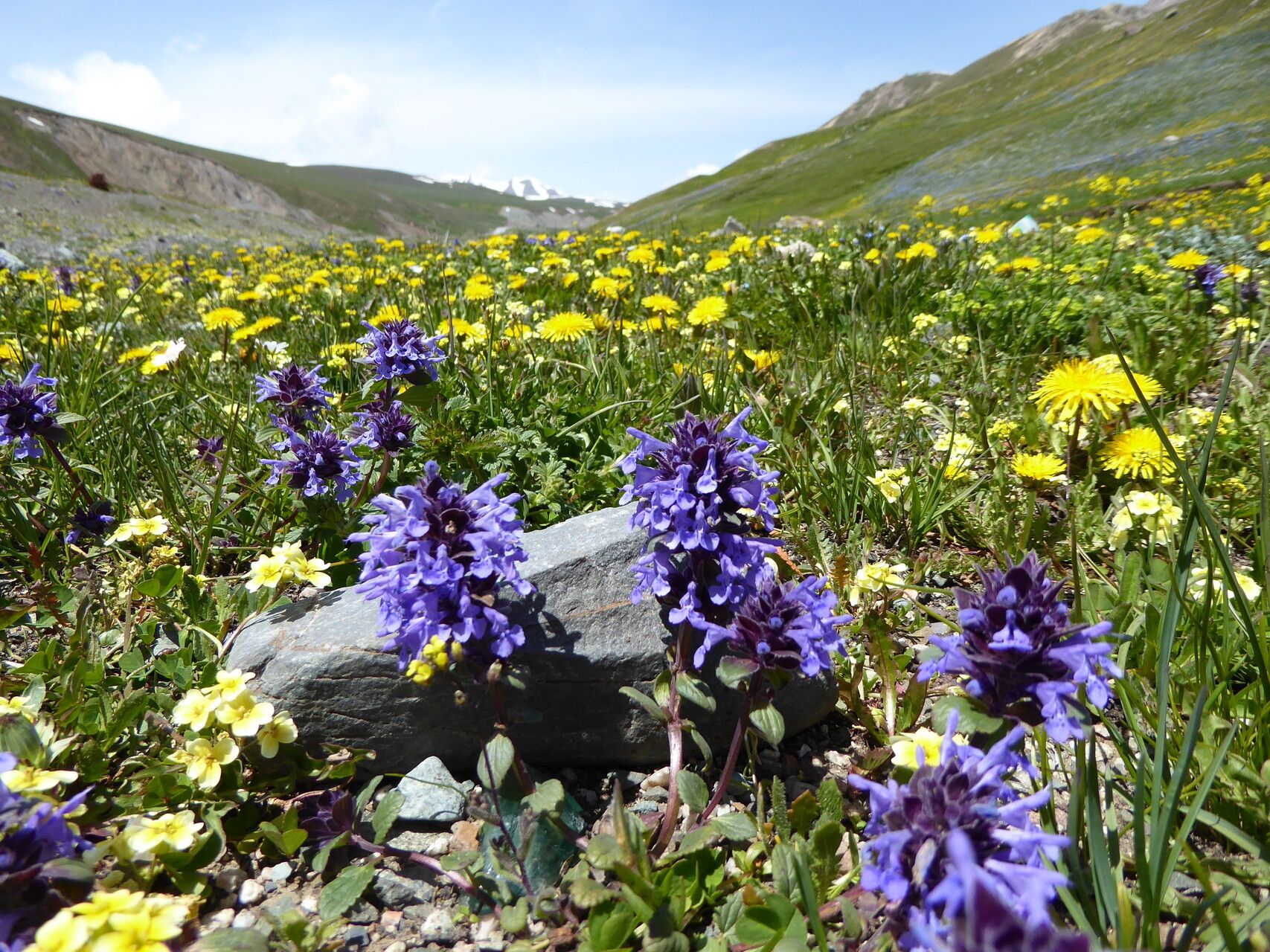 Dracocephalum nutans flower