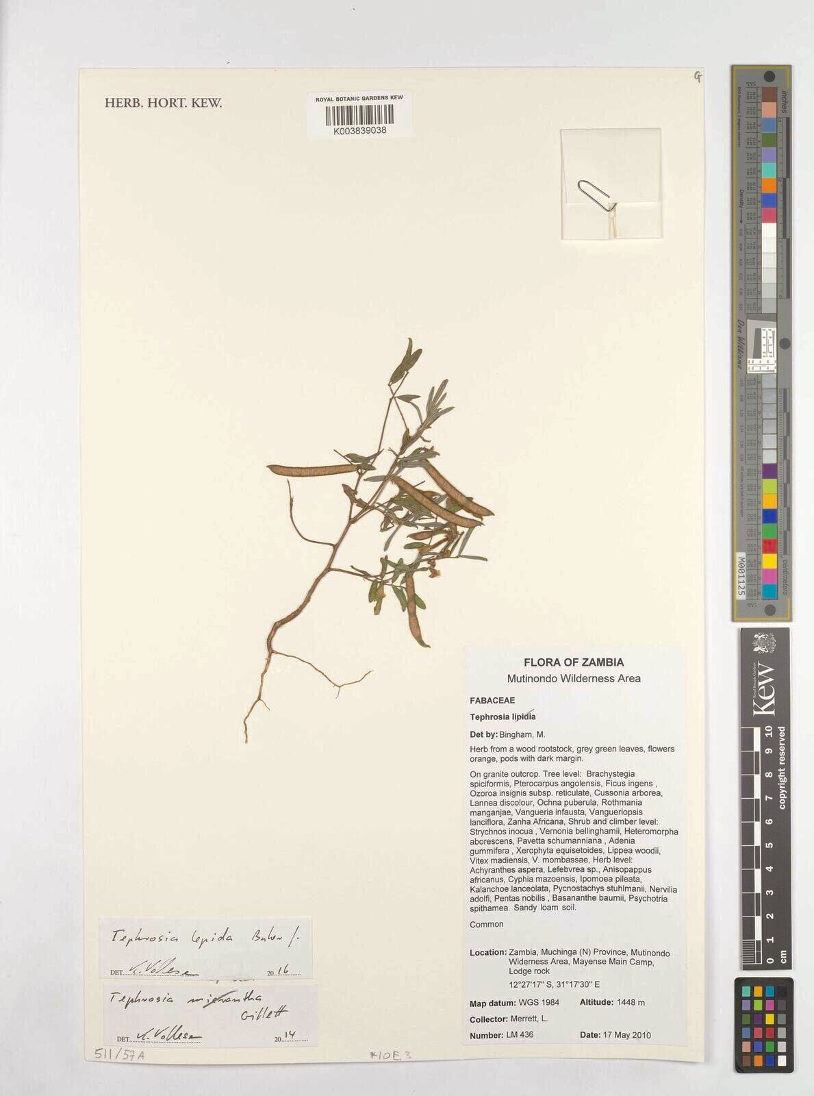 Tephrosia lepida — search result for 'Tephrosia'