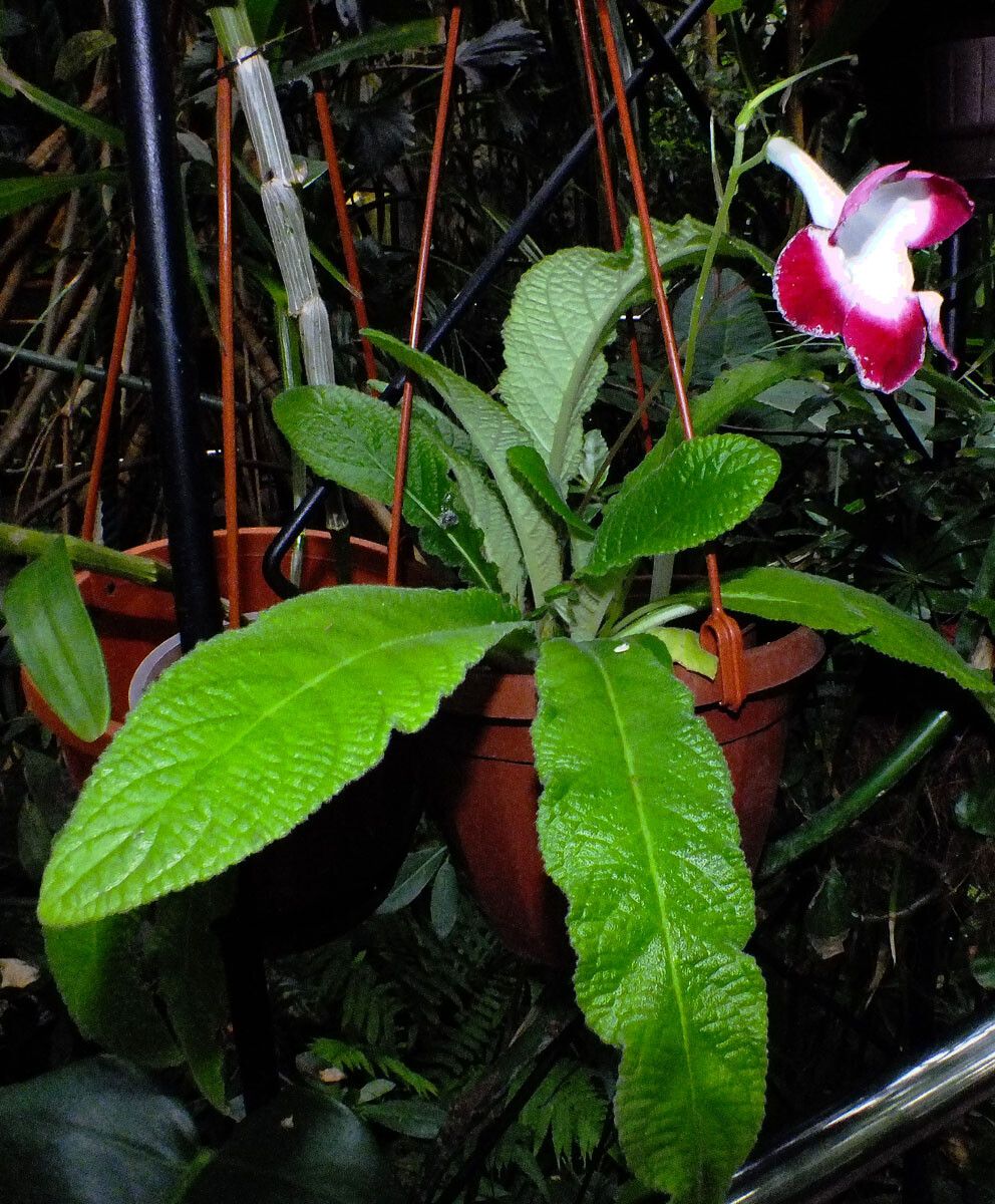 Sinningia speciosa leaf