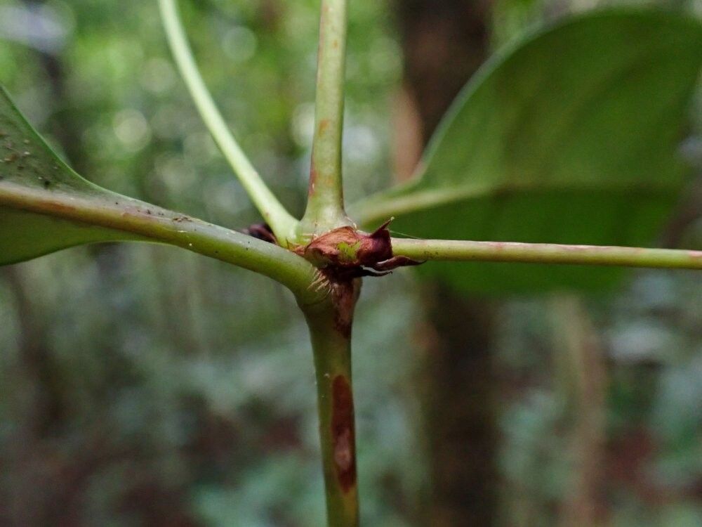 Ixora praetermissa — search result for 'Ixora'