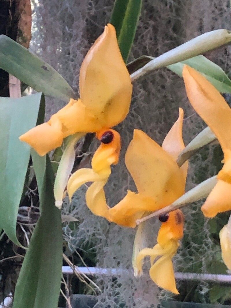Stanhopea jenischiana — search result for 'Stanhopea'