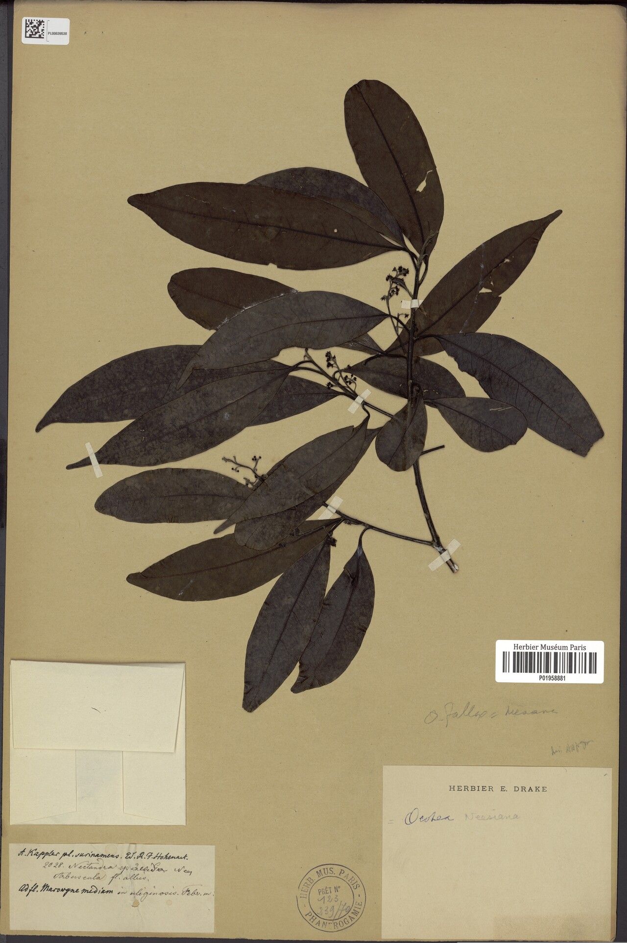 Ocotea neesiana leaf