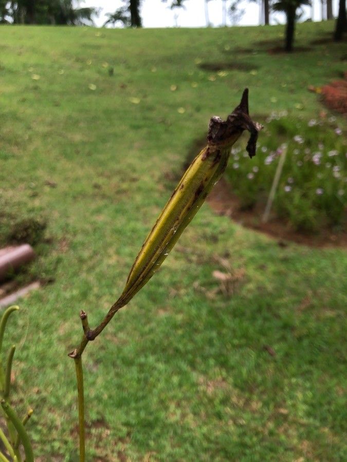 Papilionanthe teres fruit