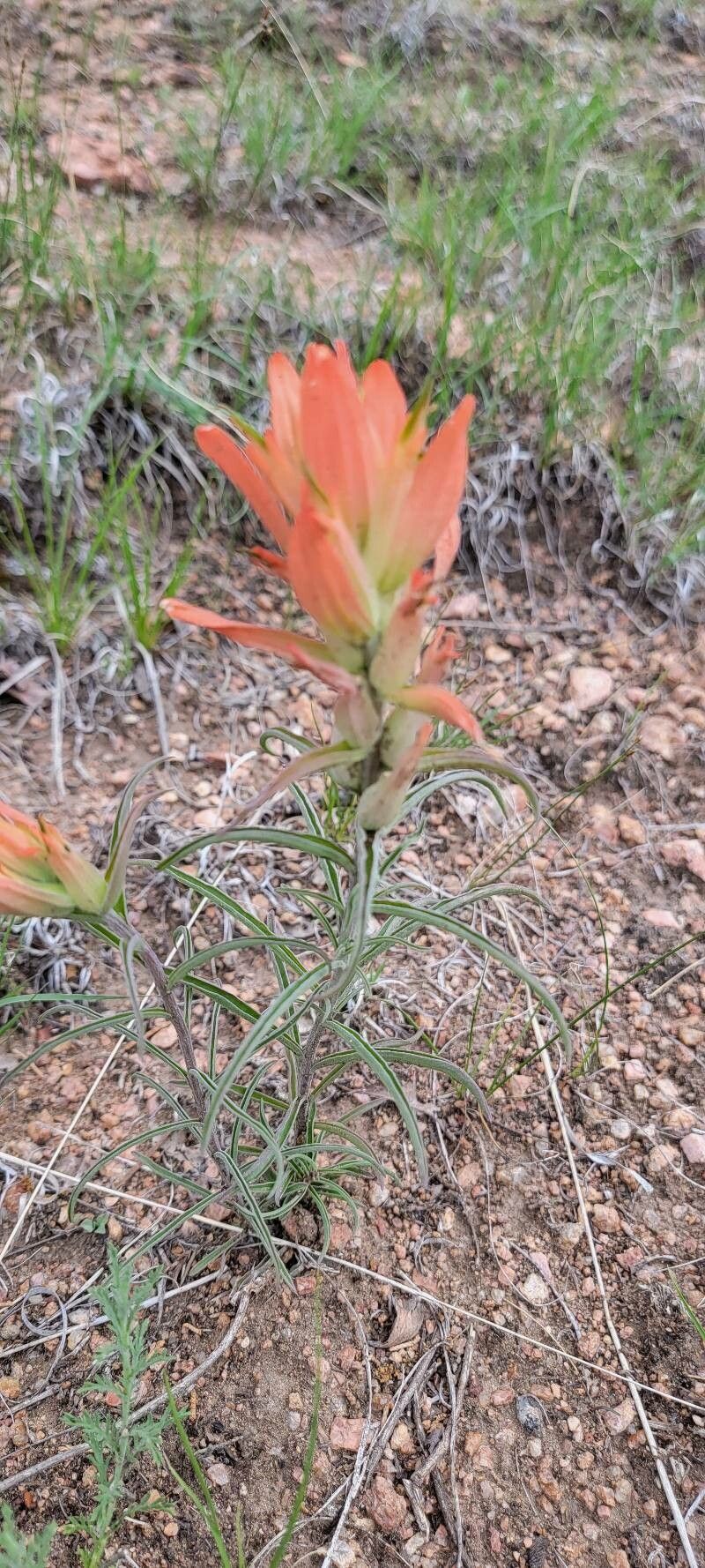 Castilleja integra flower