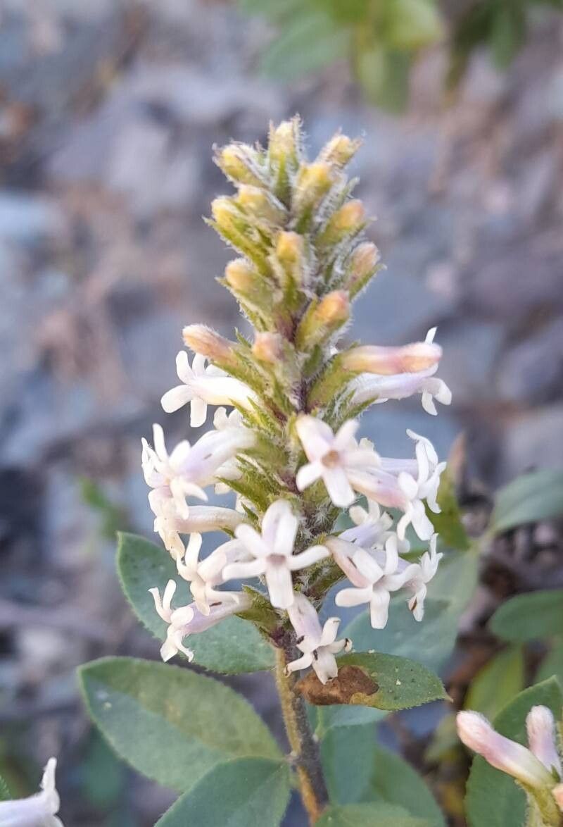 Mulguraea aspera flower