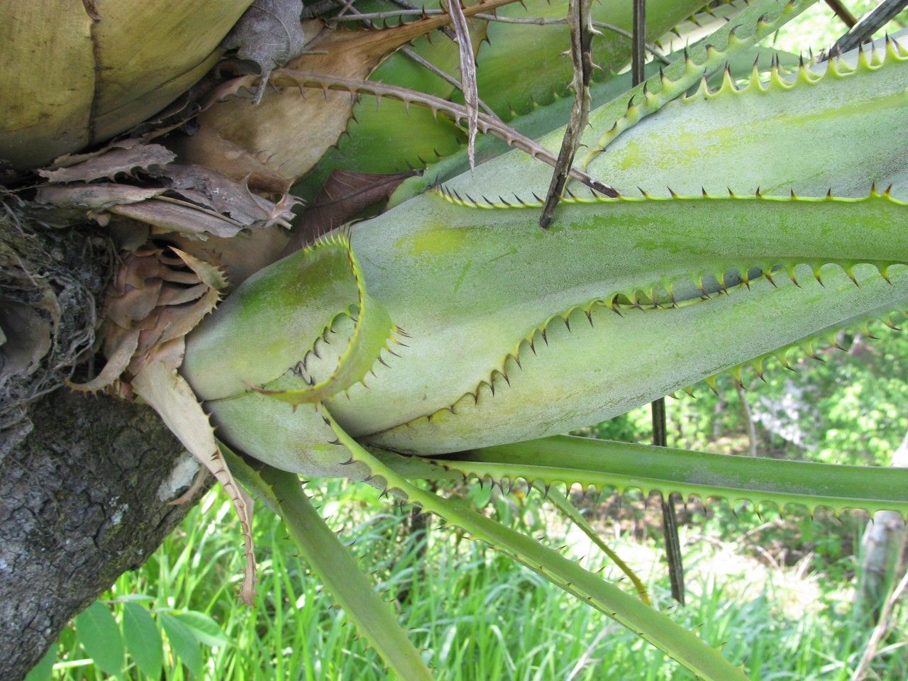 Aechmea pittieri bark