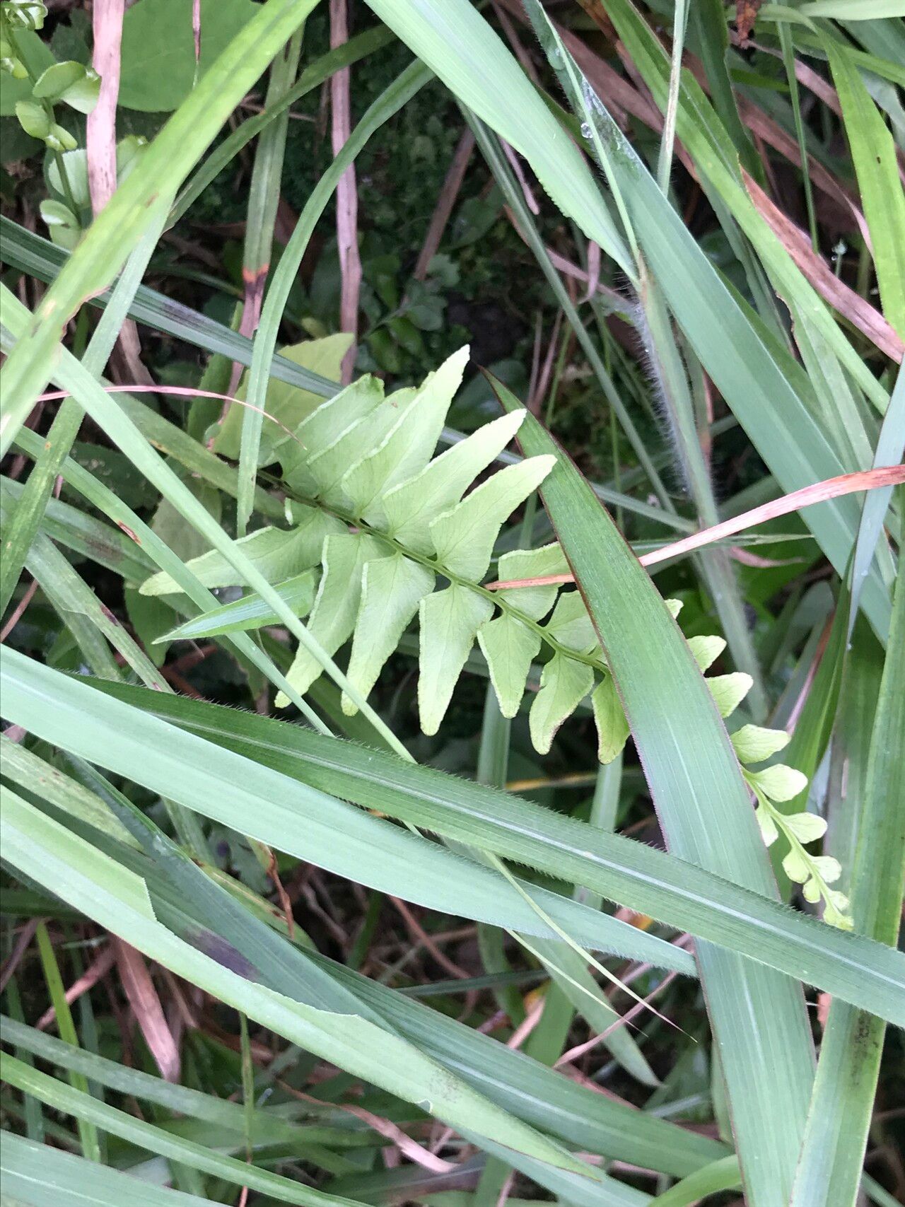 Lindsaea heterophylla leaf