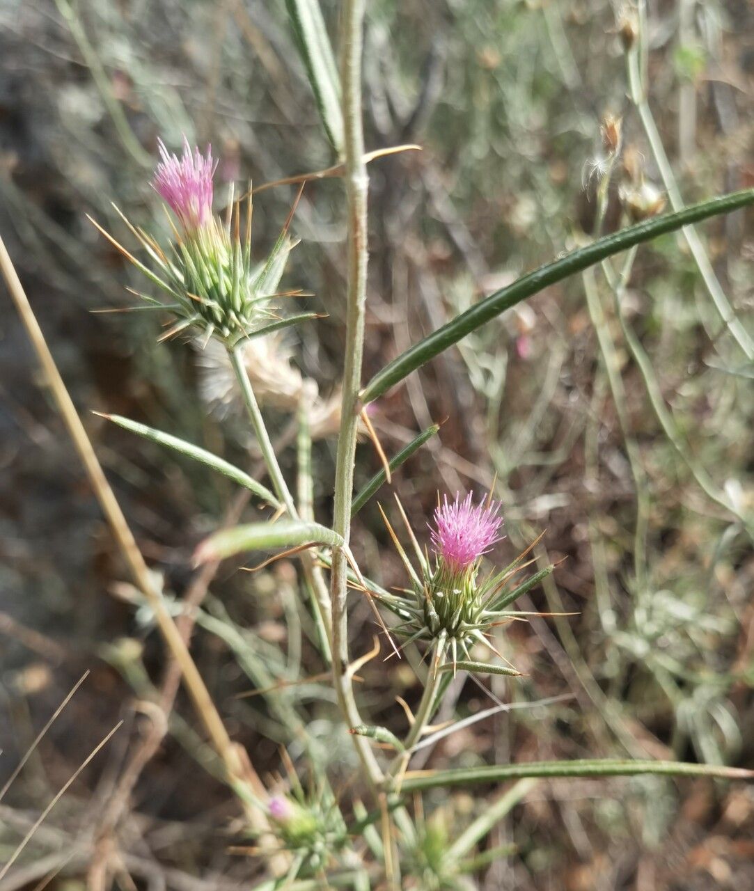 Ptilostemon stellatus flower