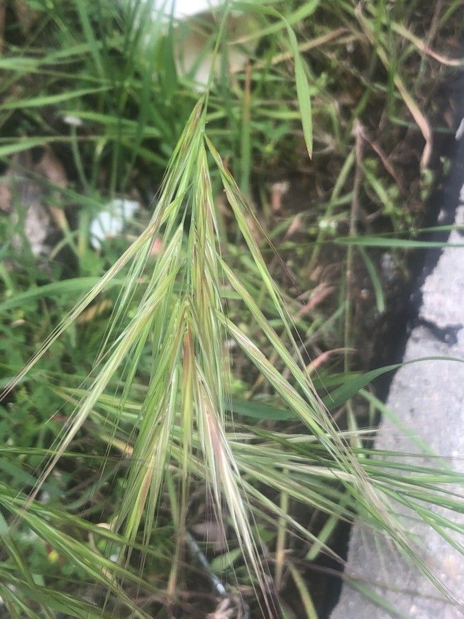 Bromus sterilis fruit