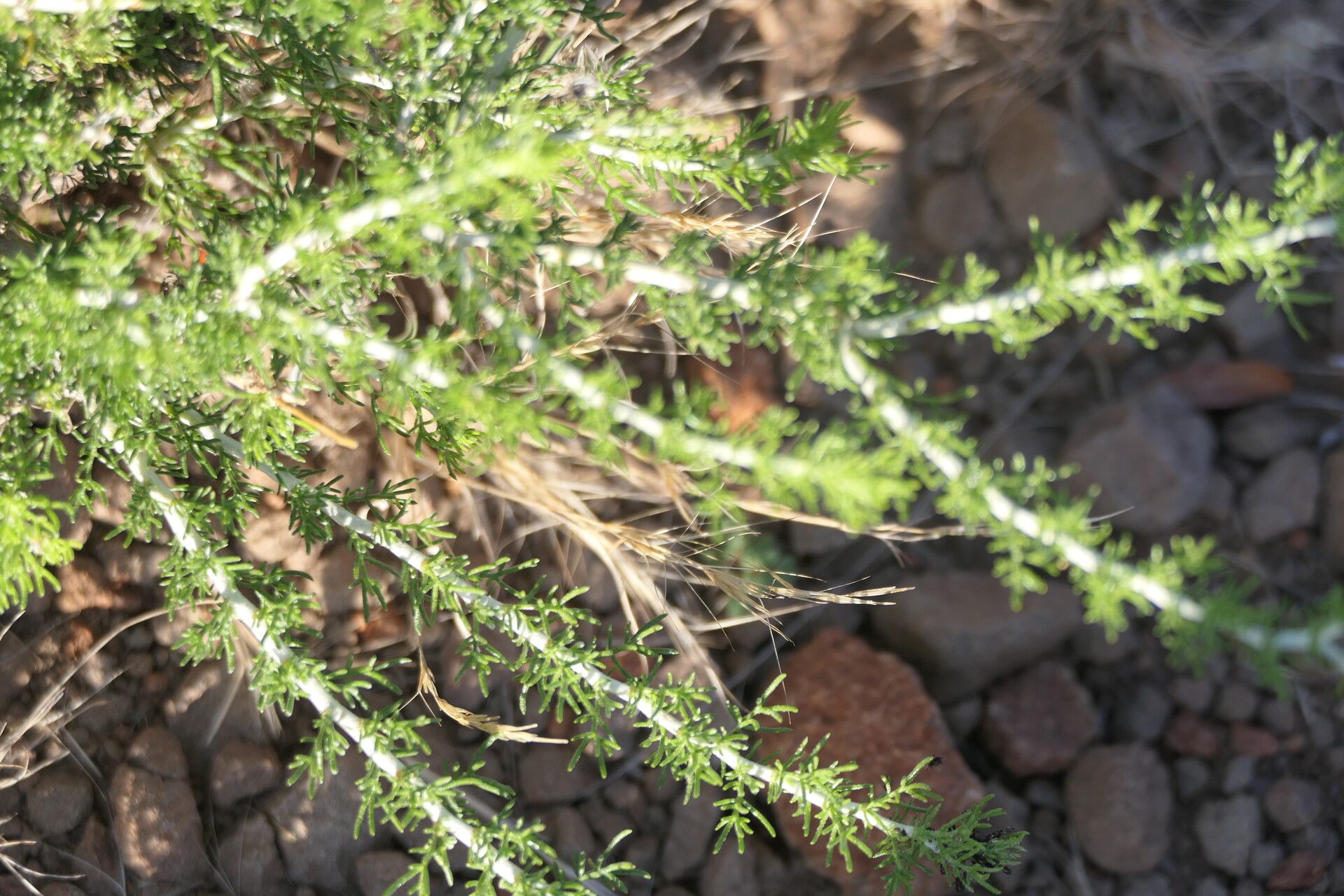 Pentzia spinescens bark