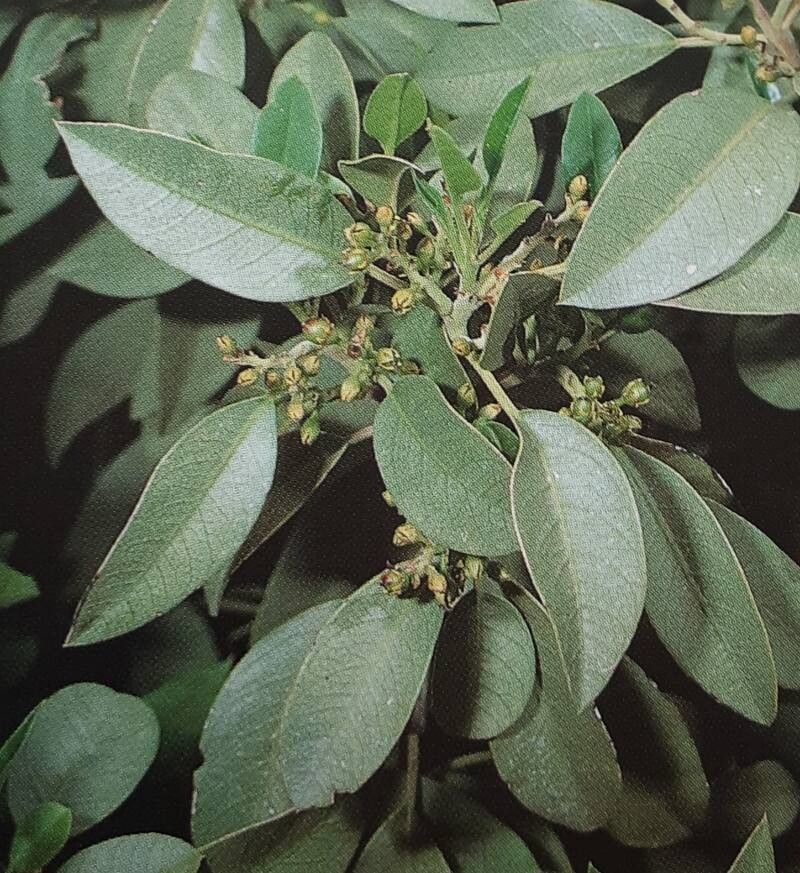 Rhamnus integrifolia — search result for 'Rhamnus'
