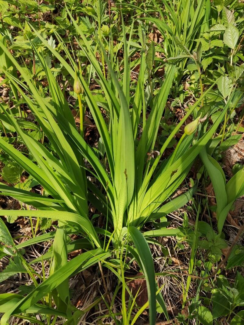 Hemerocallis yezoensis habit