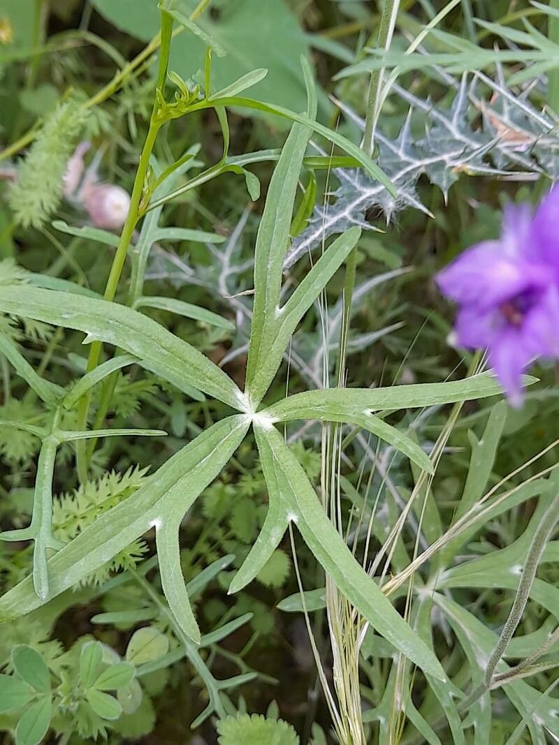 Delphinium cyphoplectrum — search result for 'Delphinium'